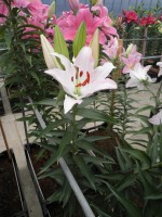 [1769 Namara No02.JPG]